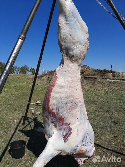 Мясо деревенское-телятина,конина,баранина