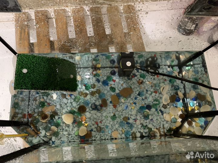 Красноухая черепаха