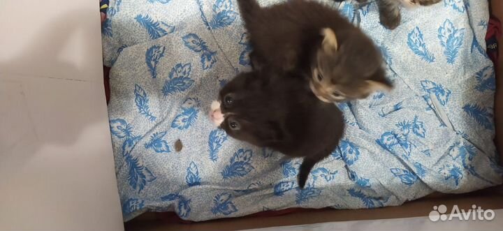Отдам котят