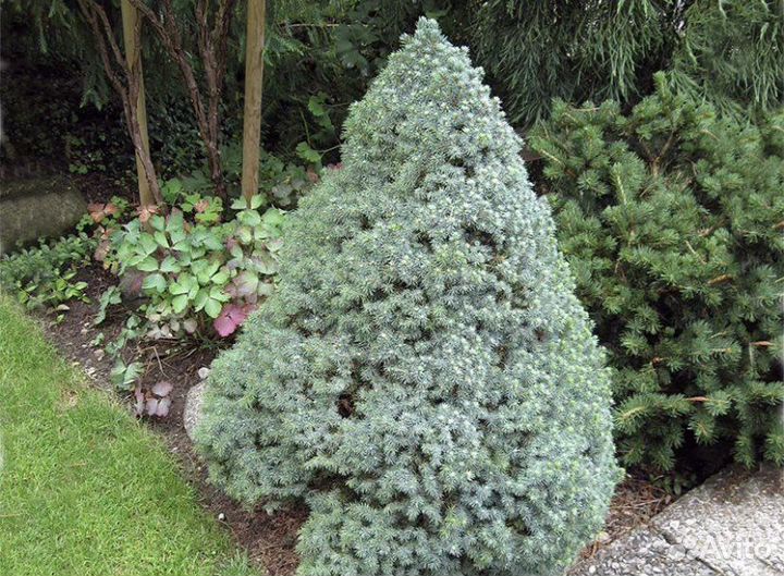 Ель сизая коника