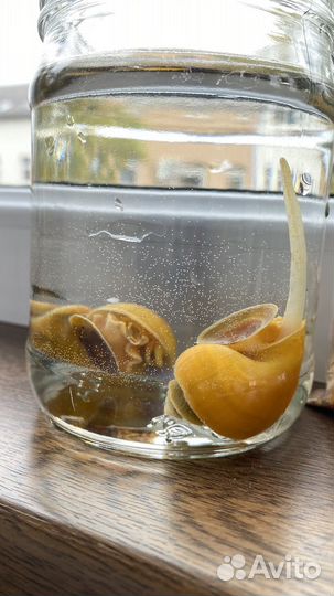 Улитки аквариумные ампулярии