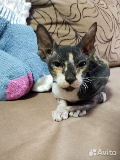 Сфинкс 2 месяцев