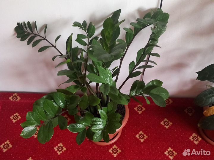 Замиокулькас