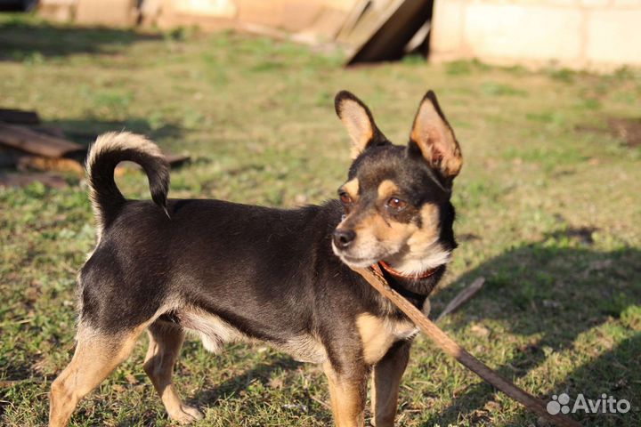 Вязка той-терьер