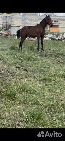Лошадь жеребец карачаевской породы