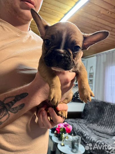 Щенки французский бульдог