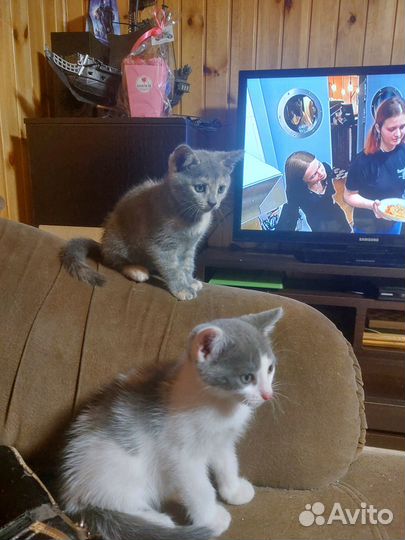 Отдам даром бесплатно котят