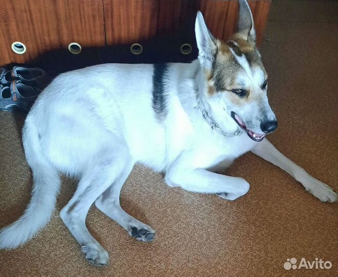 Передержка собак и кошек