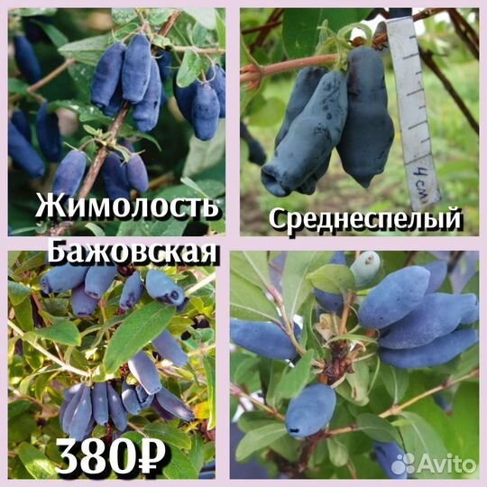 Жимолость саженцы