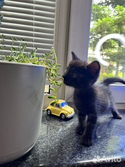 Отдам котенка - мальчик