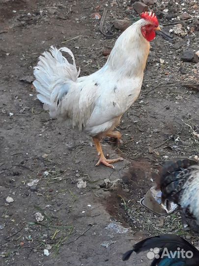 Молодые петухи