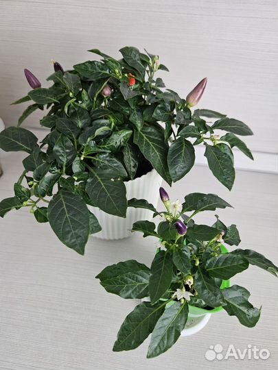 Комнатный перчик