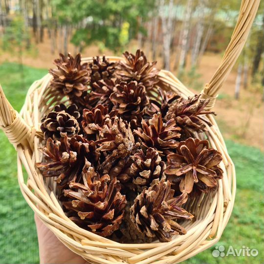 Шишки сосновые для декора, поделок, творчества