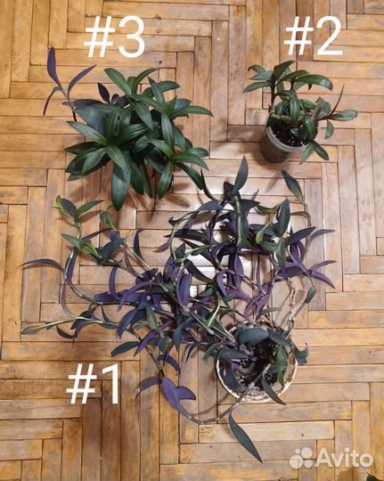 Традесканция