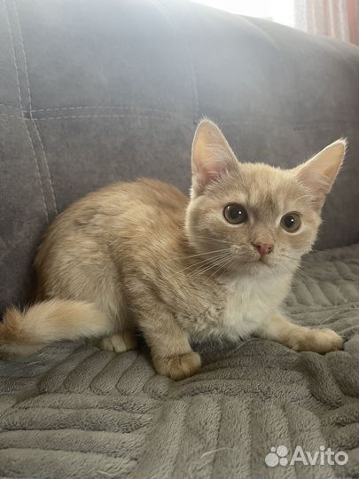 Кот