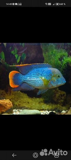 Живая рыба малек