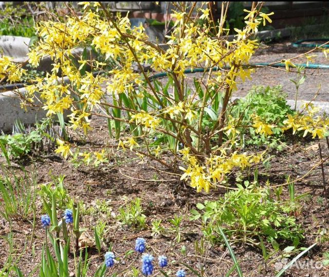 Форзиция, аралия маньчжурская