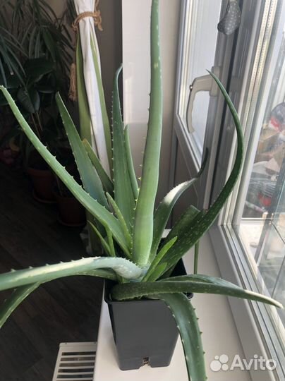 Алое лечебный