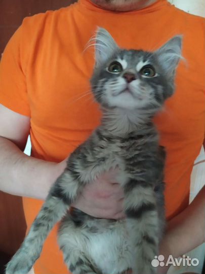 Зеленоглазая красавица в хорошие руки