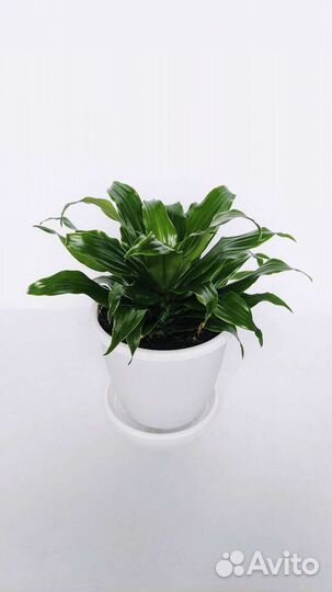 Драцена фрагранс компакта