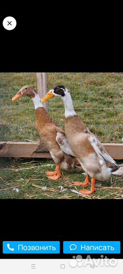 Утки индийский бегунок