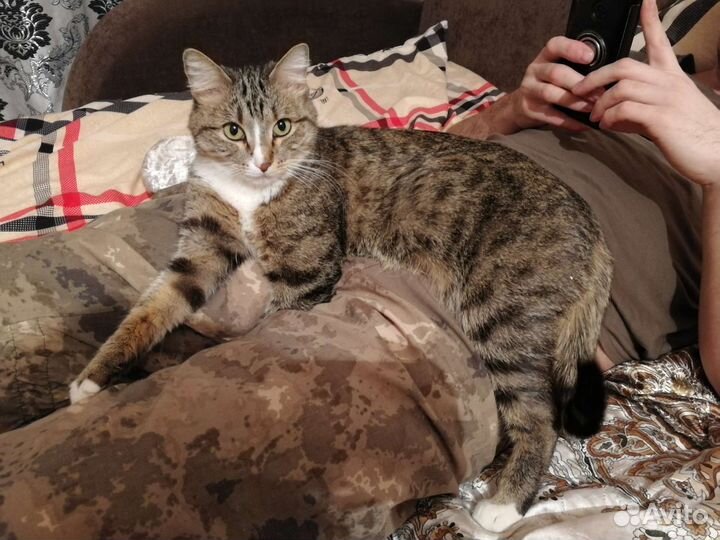 Котенок мальчик