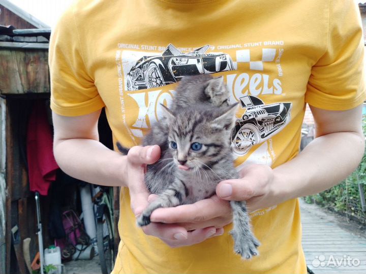 Прикольные котята