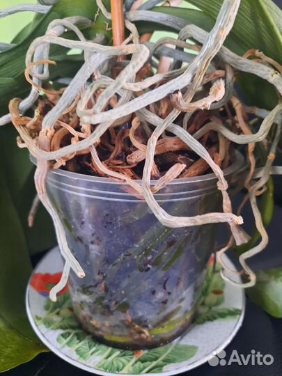 Орхидея фаленопсис