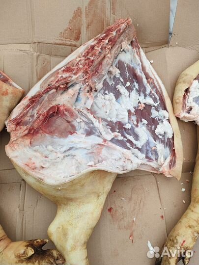 Мясо свинина домашняя,поросята для вертела