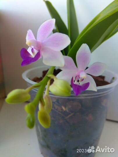 Орхидея Сапфир