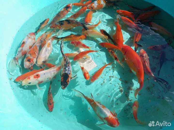 Рыба для пруда. Карась комета, шубункины