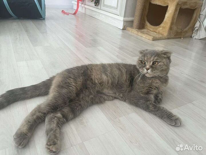 Шотландская вислоухая кошка бесплатно