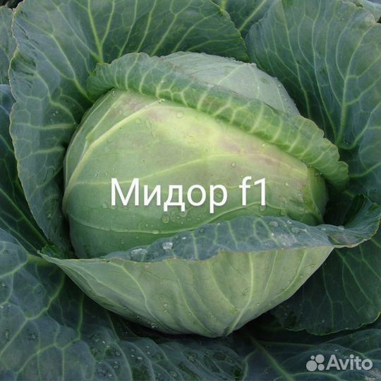 Семена капусты