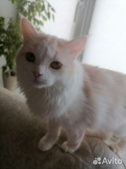 Котик в дар бесплатно