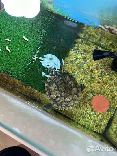 Черепаха водная 1,5 года