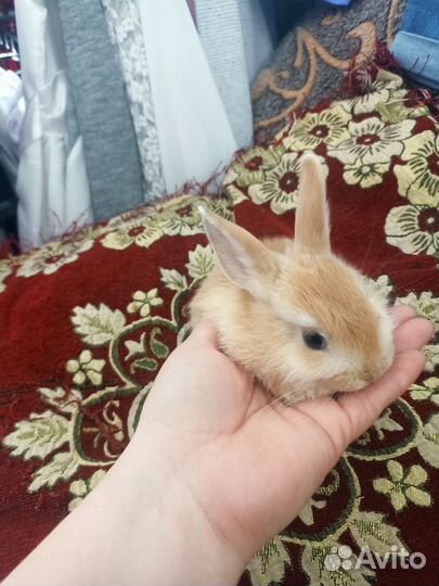 Декоративные кролики