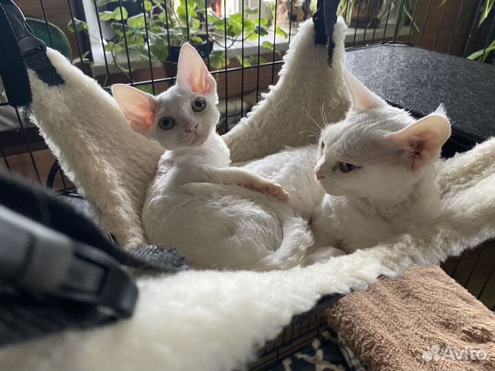 Девон-рекс белый котик Денди