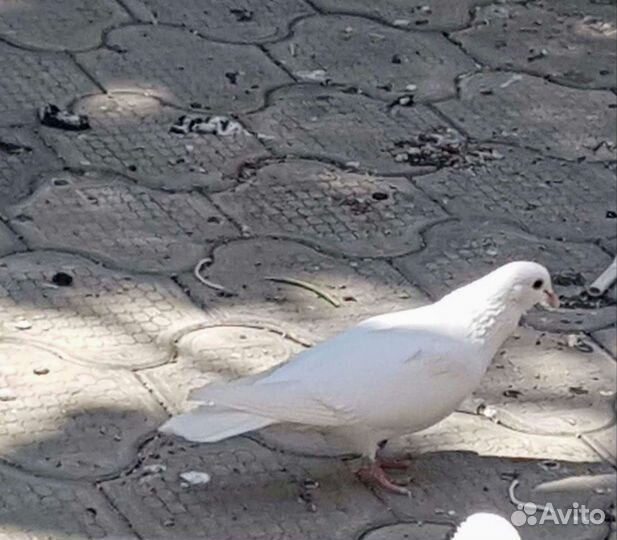 Голуби белые свадебные