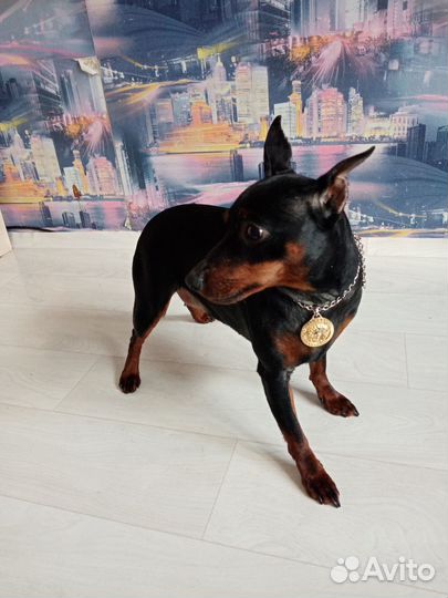 Вязка цвергпинчера, 1500т.р за встречу