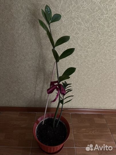 Замиокулькас