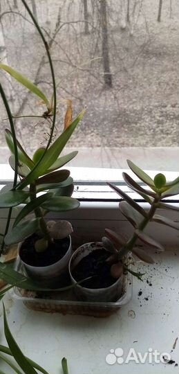 Денежное дерево