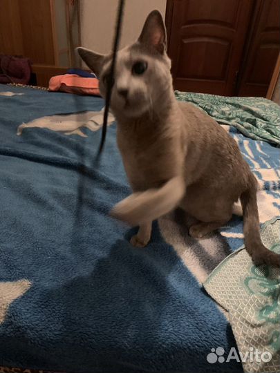 Кошка русская голубая
