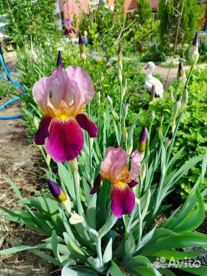 Ирисы бородатые