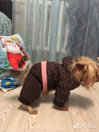 Одежда для собак