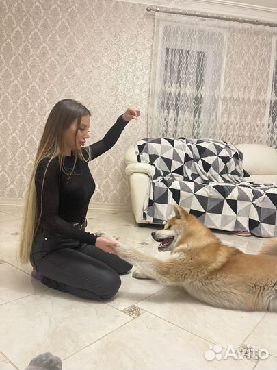 Выгул собак, передержка жив