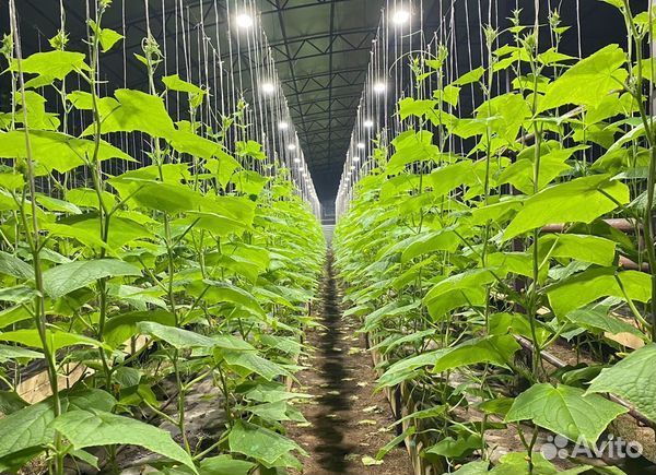 Тепличное хозяйство по выращиванию огурцов