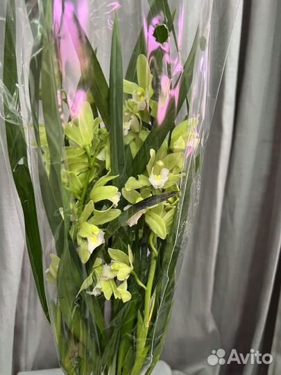 Цимбидиум цветущий