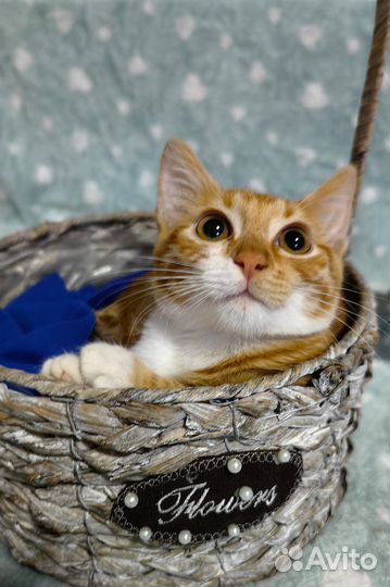 Очаровательные домашние братья