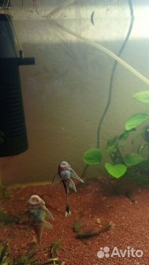 Вуалевые анцитрусы