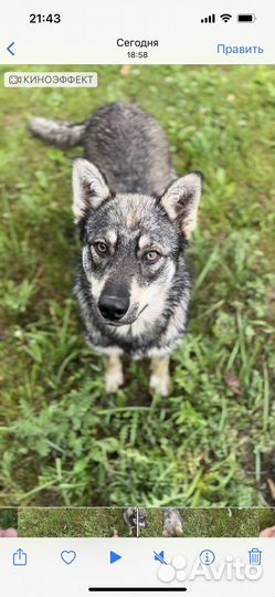 Собака в добрые руки